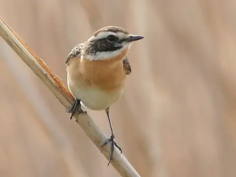 Whinchat