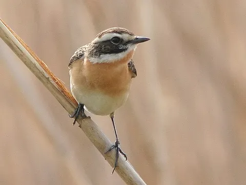 Whinchat