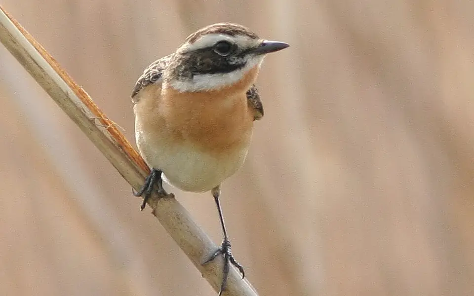 Whinchat (Saxicola rubetra) — photo 1 of 4