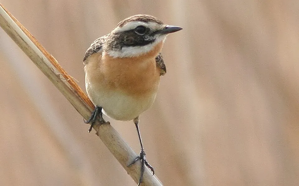 Whinchat
