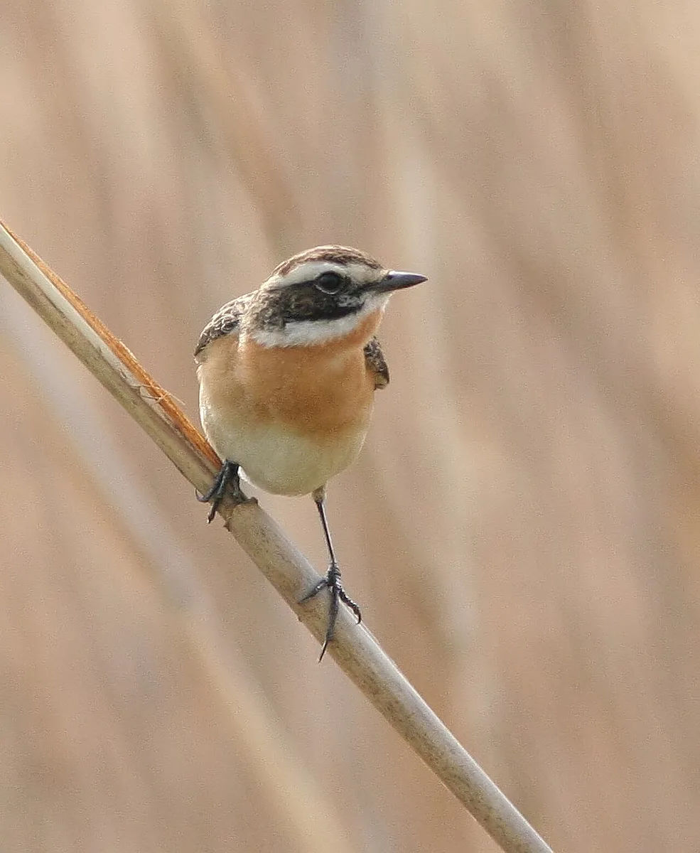 Whinchat