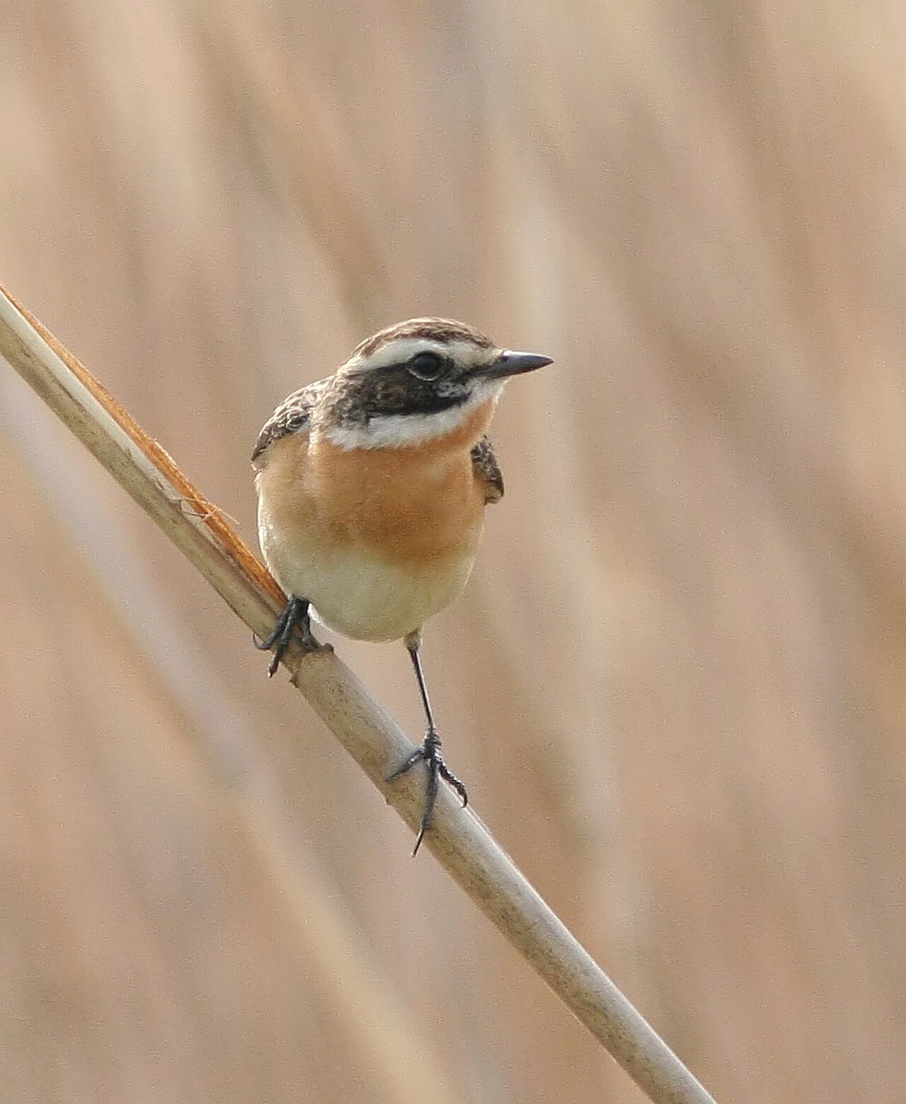 Whinchat
