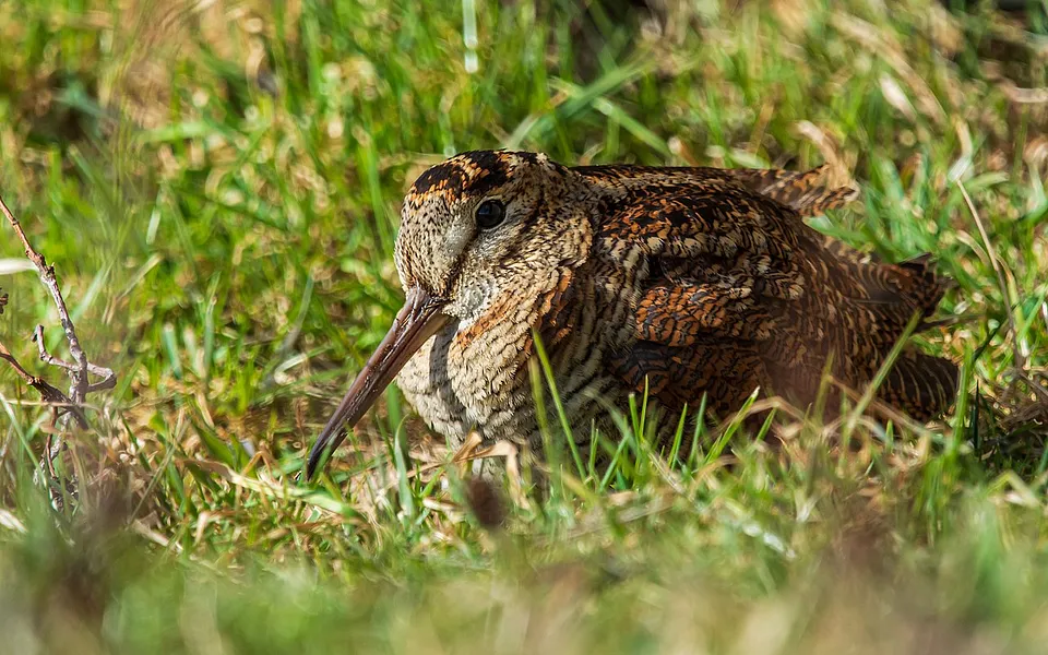 Eurasian Woodcock (Scolopax rusticola) — photo 1 of 4