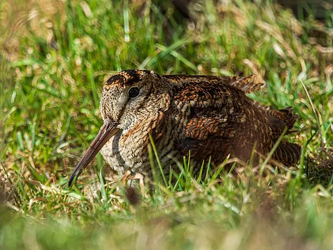 Eurasian Woodcock