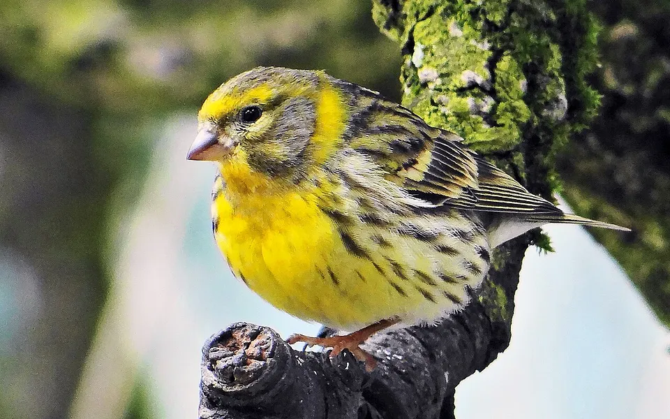 European Serin