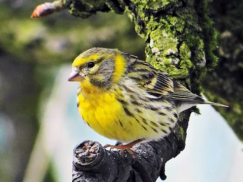 European Serin