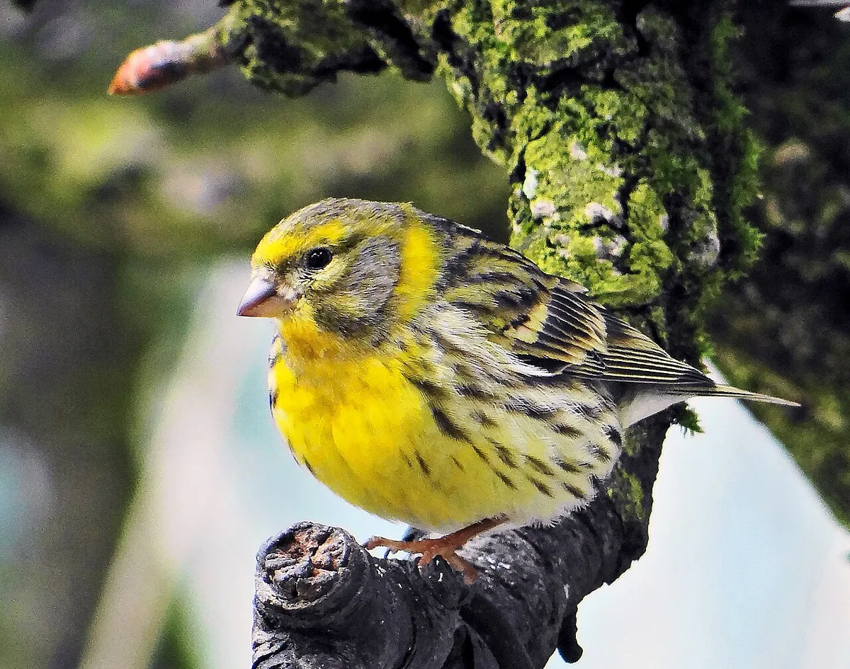 European Serin
