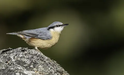 Eurasian Nuthatch (Sitta europaea) — photo 2 of 5