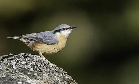 Eurasian Nuthatch