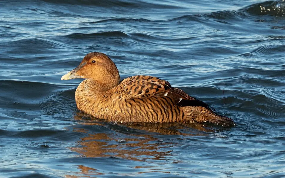 Common Eider (Somateria mollissima) — photo 4 of 4