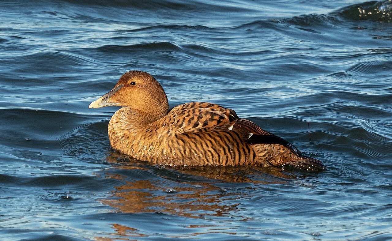 Common Eider (Somateria mollissima) — photo 4 of 4