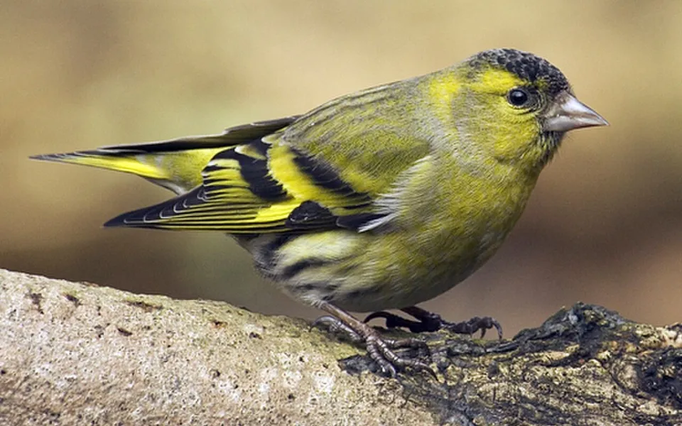 Eurasian Siskin (Spinus spinus) — photo 3 of 5