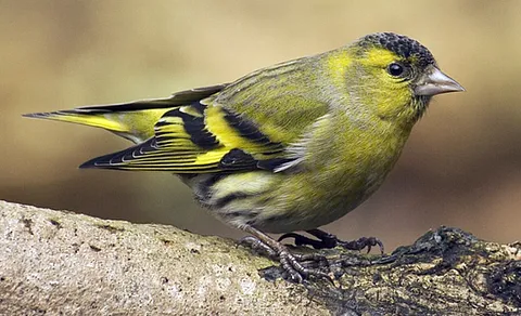 Eurasian Siskin (Spinus spinus) — photo 3 of 5