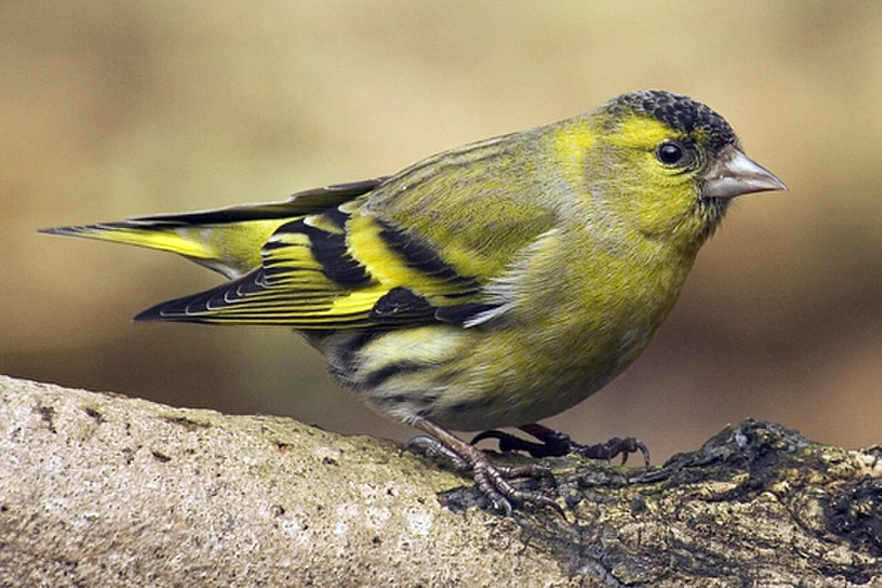 Eurasian Siskin (Spinus spinus) — photo 3 of 5