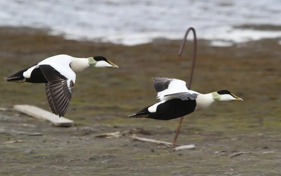 Common Eider (Somateria mollissima) — photo 3 of 4