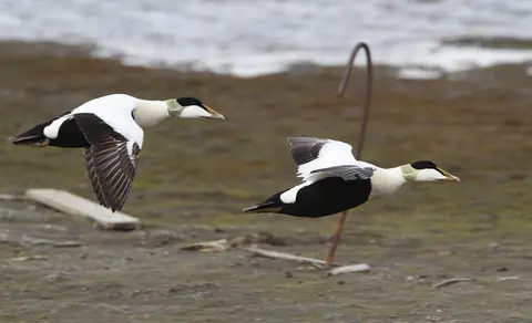 Common Eider (Somateria mollissima) — photo 3 of 4