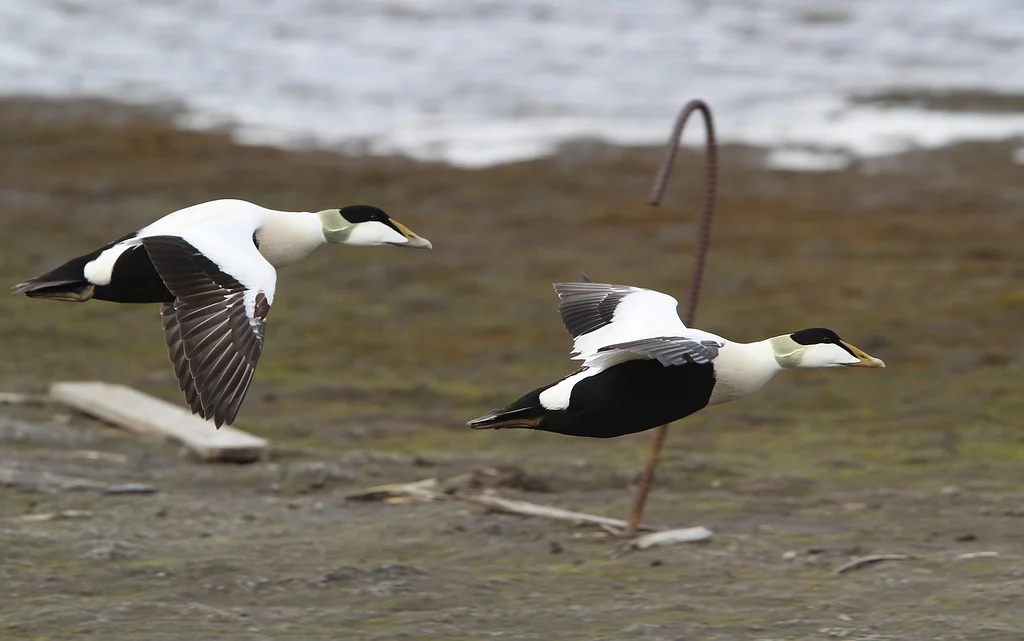 Common Eider (Somateria mollissima) — photo 3 of 4