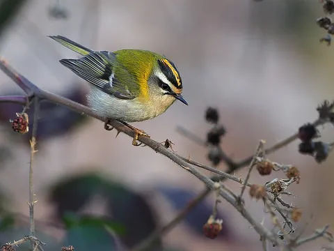 Common Firecrest