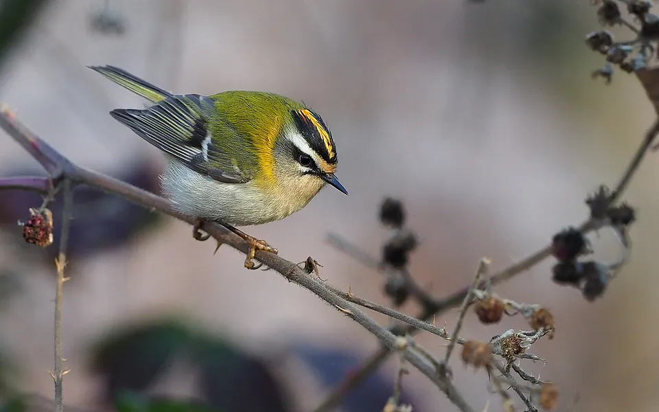 Common Firecrest