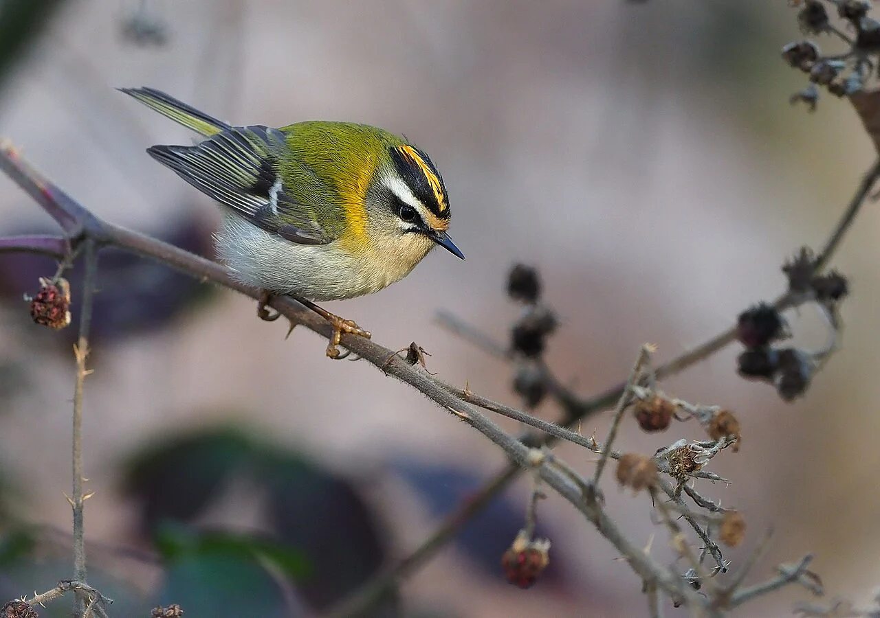 Common Firecrest