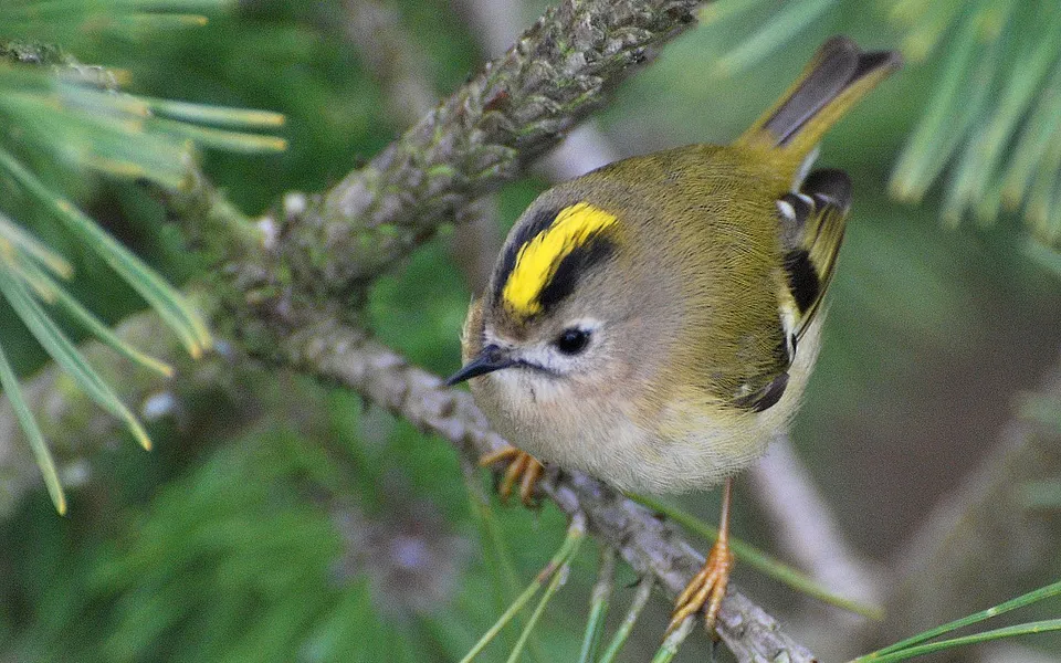 Goldcrest
