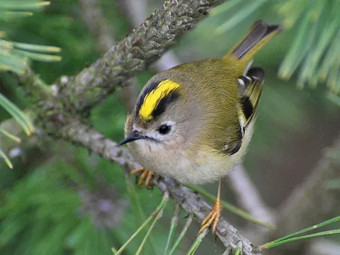 Goldcrest