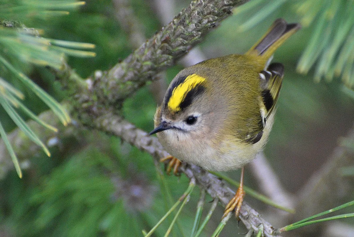 Goldcrest