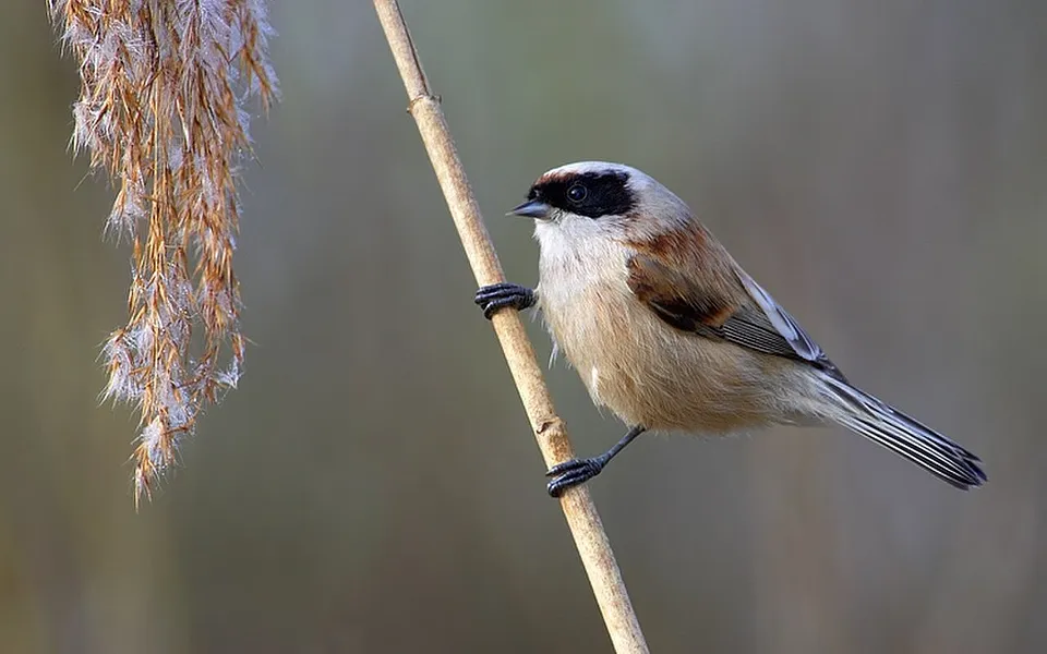 Eurasian Penduline-Tit