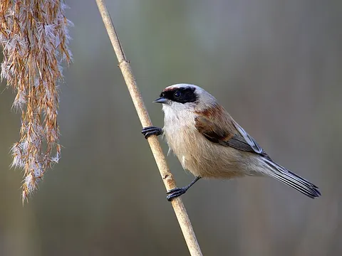 Eurasian Penduline-Tit