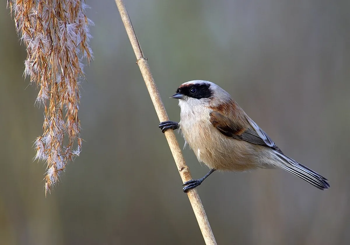 Eurasian Penduline-Tit