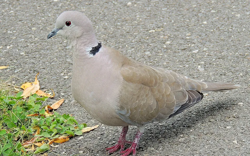 Eurasian Collared-Dove (Streptopelia decaocto) — photo 1 of 5