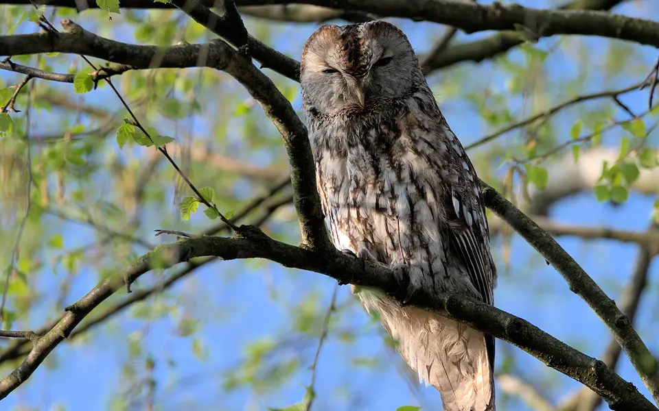 Tawny Owl (Strix aluco) — photo 1 of 3