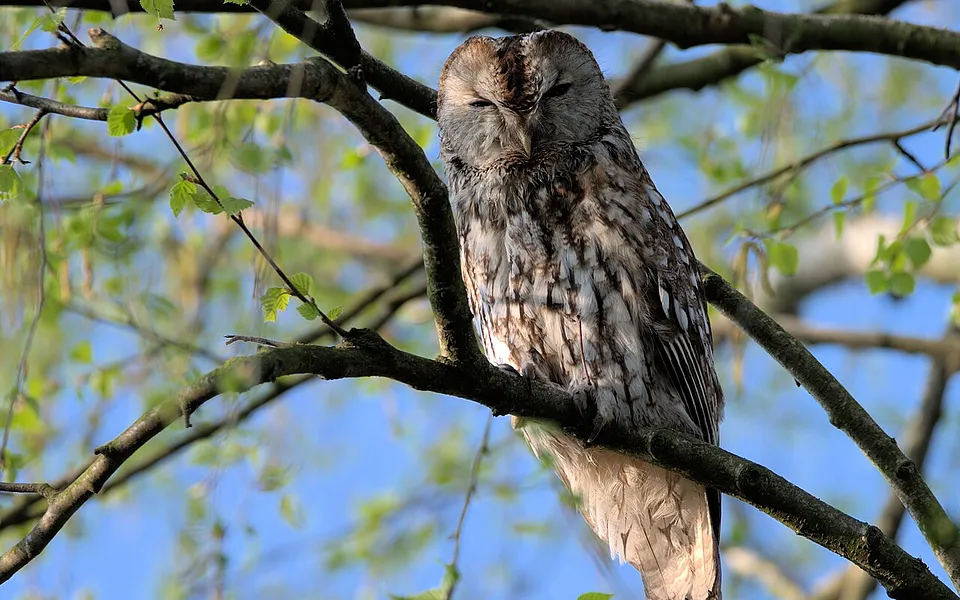 Tawny Owl