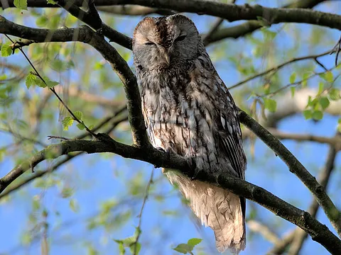 Tawny Owl