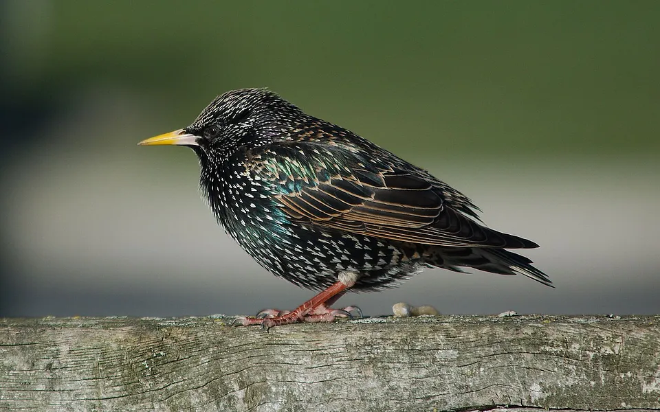 European Starling (Sturnus vulgaris) — photo 1 of 6