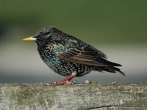 European Starling