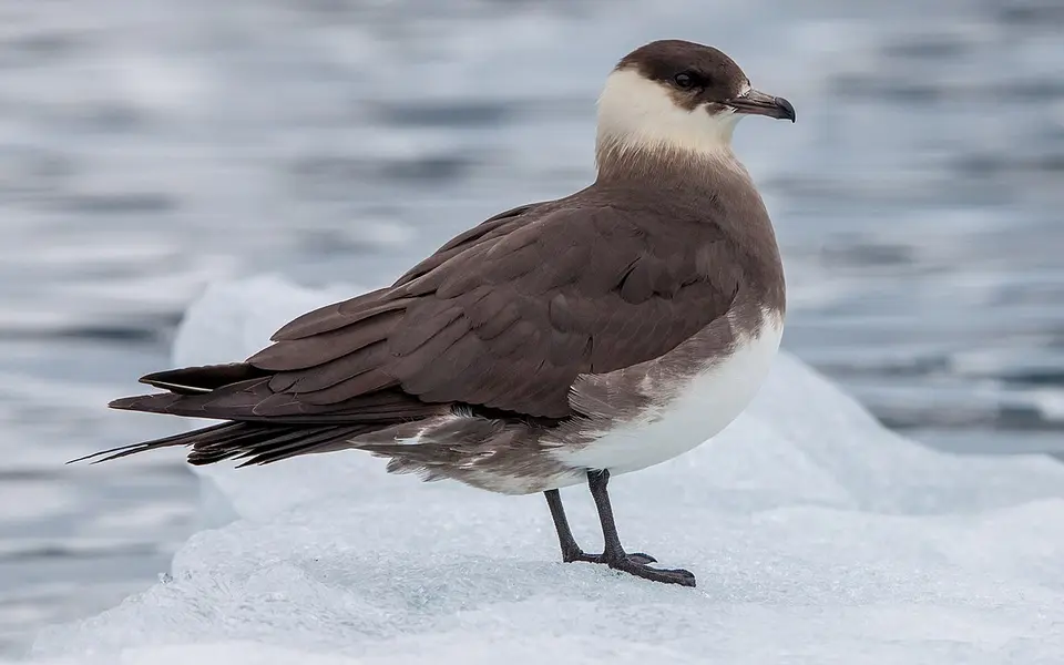 Parasitic Jaeger (Stercorarius parasiticus) — photo 1 of 6