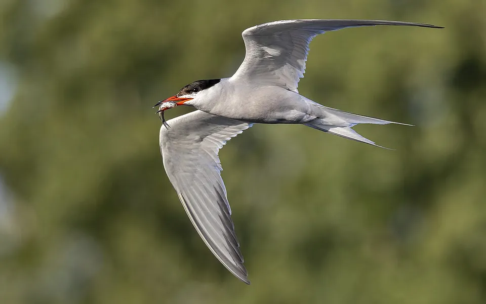Common Tern (Sterna hirundo) — photo 1 of 4