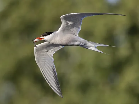 Common Tern