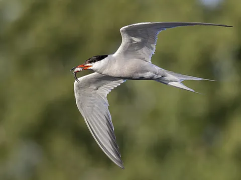 Речная крачка