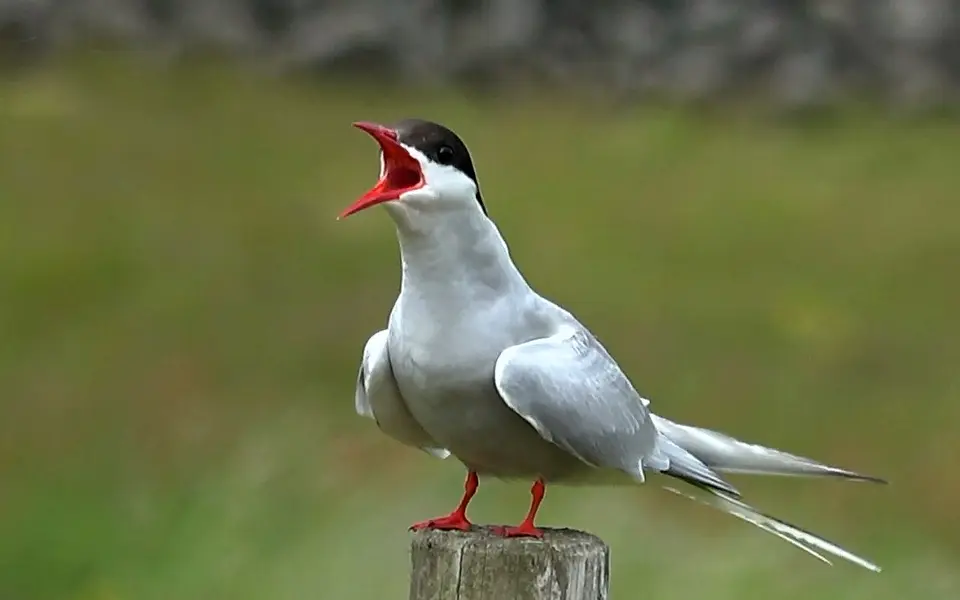 Arctic Tern (Sterna paradisaea) — photo 1 of 5