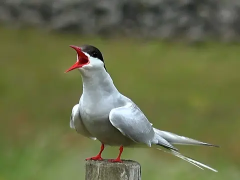 Arctic Tern