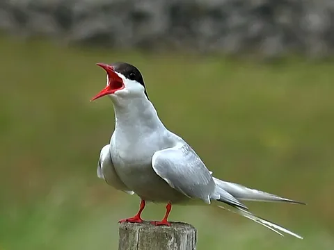 Arctic Tern
