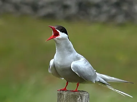 Полярная крачка