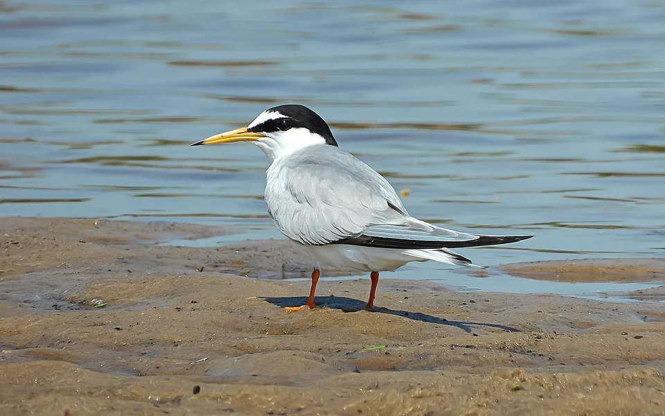 Little Tern (Sternula albifrons) — photo 1 of 4