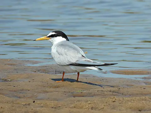 Little Tern