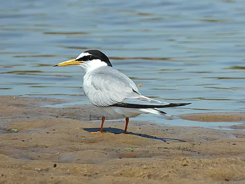 Little Tern