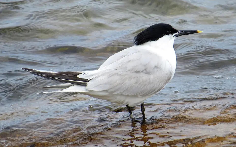 Sandwich Tern (Thalasseus sandvicensis) — photo 1 of 4