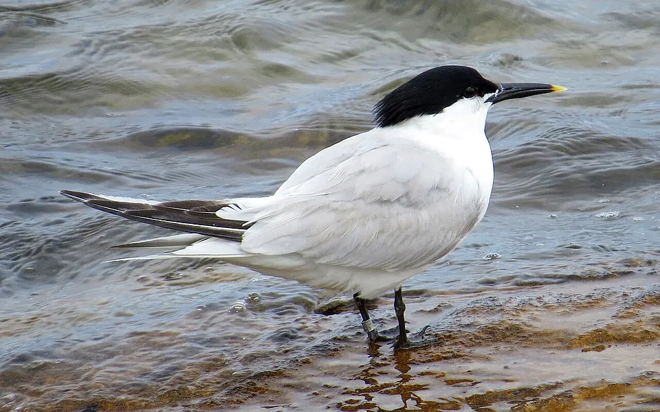 Sandwich Tern