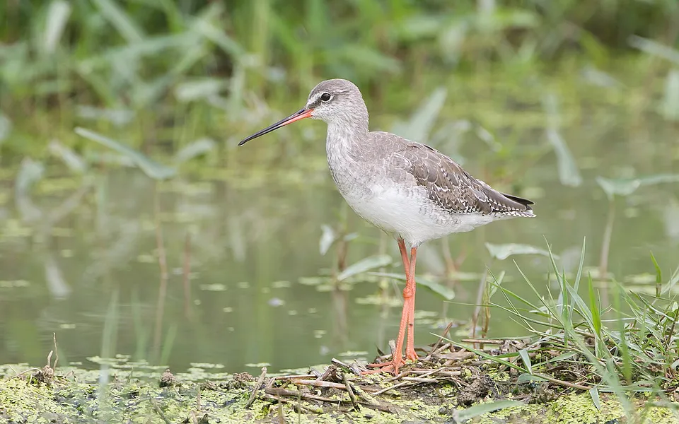 Spotted Redshank (Tringa erythropus) — photo 1 of 3